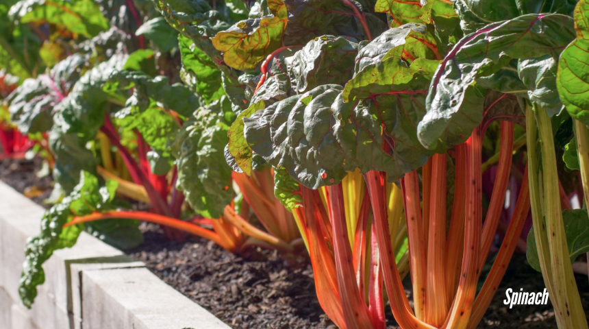 How To Grow Vegetables On A Balcony