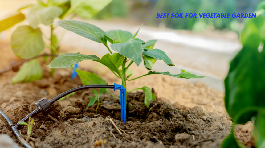 What Is The Best Soil For Vegetable Garden