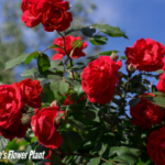 What Is A Valentine's Flower Plant