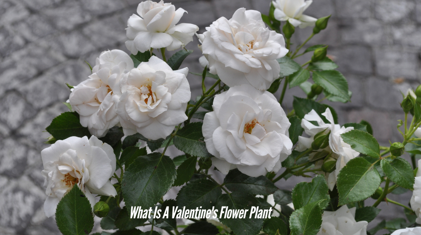 What Is A Valentine's Flower Plant