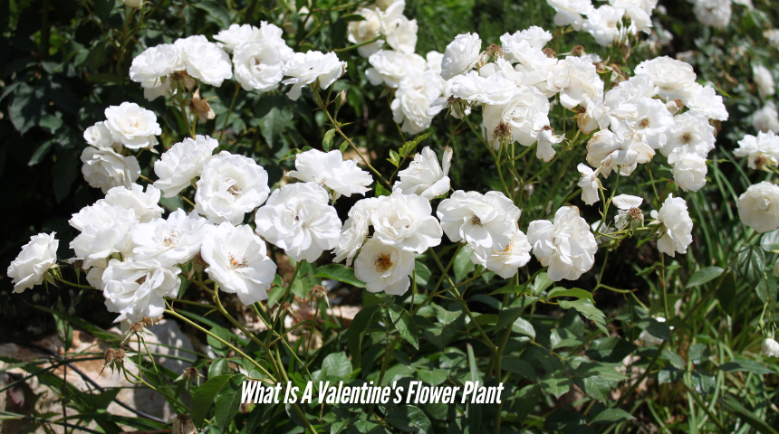 What Is A Valentine's Flower Plant