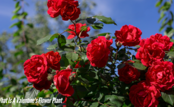 What Is A Valentine's Flower Plant