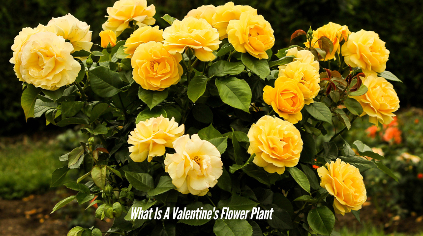 What Is A Valentine's Flower Plant