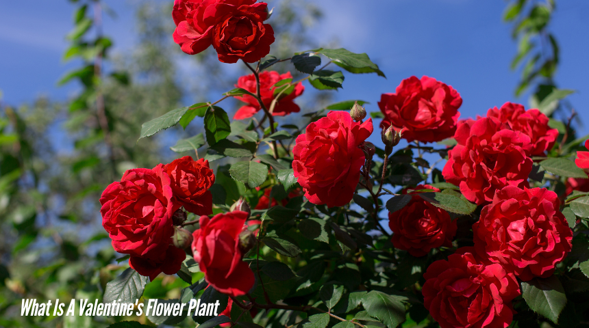 What Is A Valentine's Flower Plant