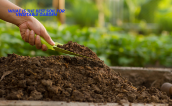 What Is The Best Soil For Vegetable Garden