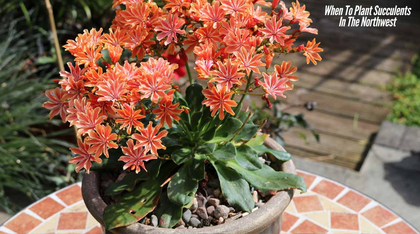 When To Plant Succulents In The Northwest