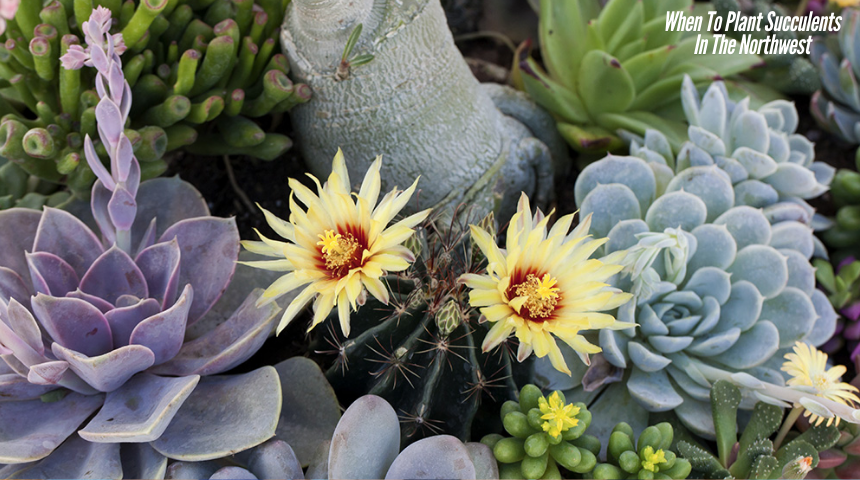 When To Plant Succulents In The Northwest