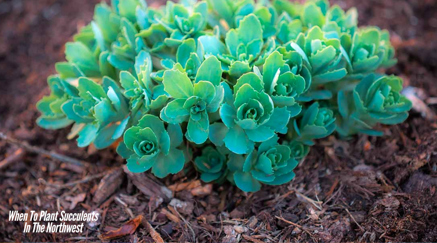 When To Plant Succulents In The Northwest