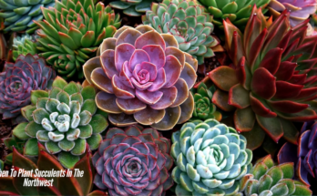 When To Plant Succulents In The Northwest