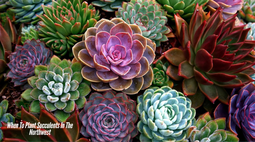 When To Plant Succulents In The Northwest