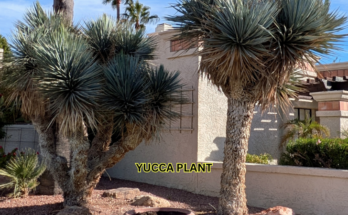 When And How To Prune A Yucca Plant