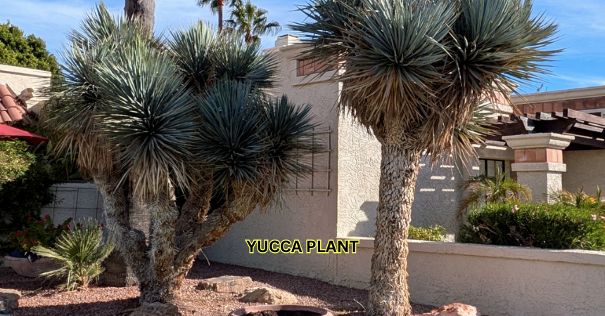 When And How To Prune A Yucca Plant