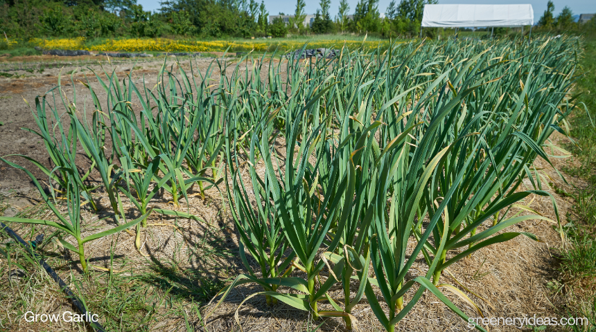 Can I Grow Garlic In Minnesota 