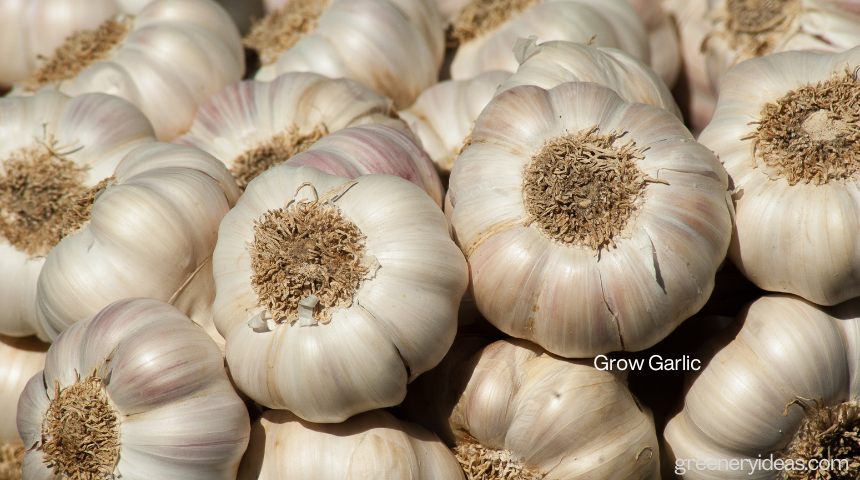 Can I Grow Garlic In Minnesota