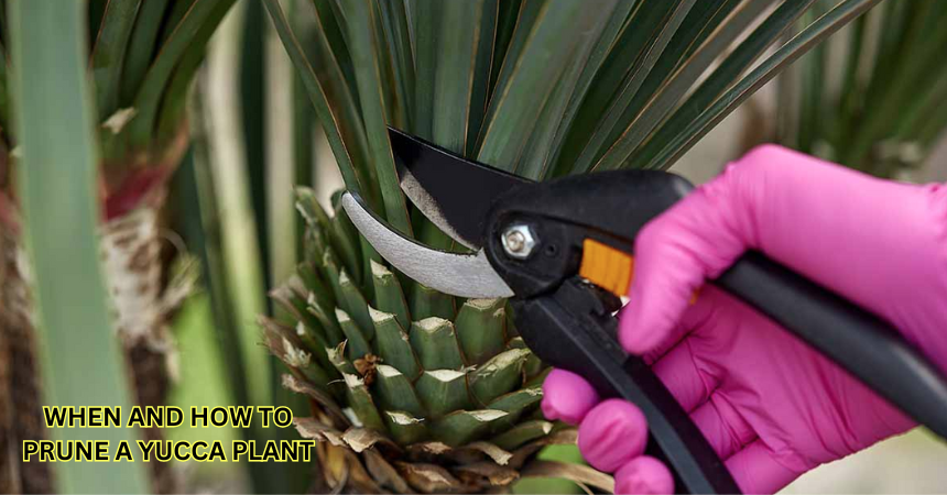 When And How To Prune A Yucca Plant