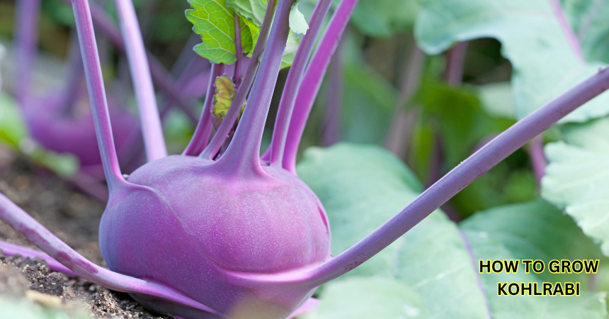 How To Grow Kohlrabi