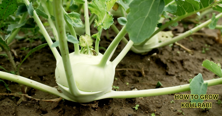 How To Grow Kohlrabi