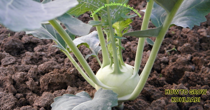 How To Grow Kohlrabi