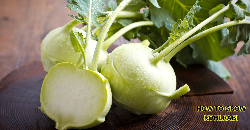 How To Grow Kohlrabi