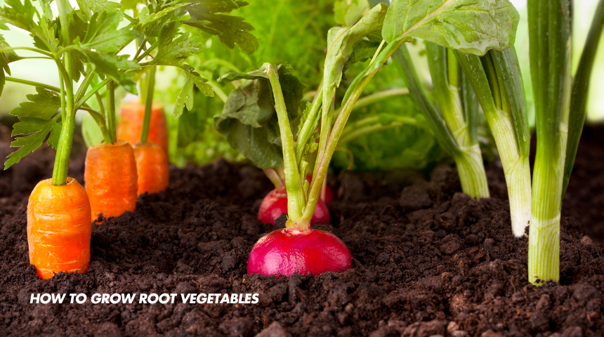 How To Grow Root Vegetables