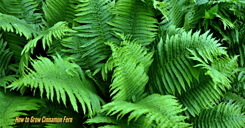 How To Grow Cinnamon Fern