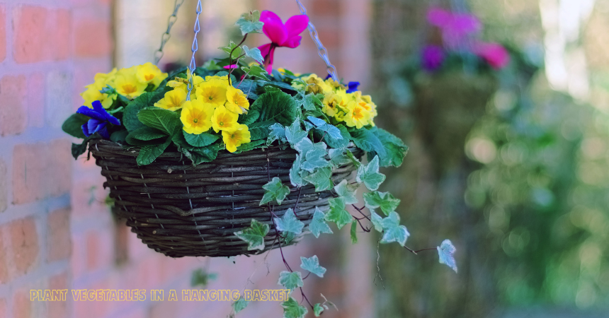 How To Plant Vegetables In A Hanging Basket