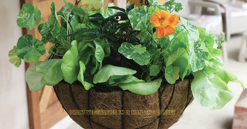 How To Plant Vegetables In A Hanging Basket