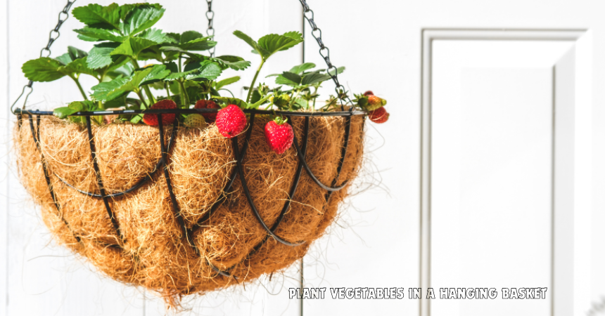 How To Plant Vegetables In A Hanging Basket