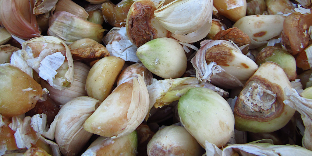 Can I Grow Garlic In Minnesota 