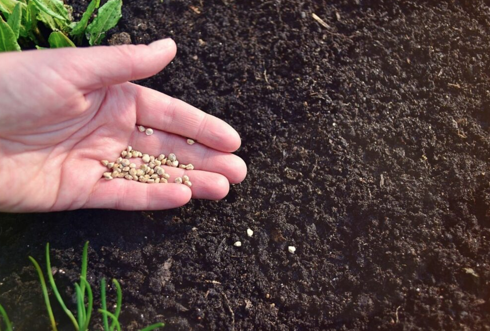 How To Grow Spinach