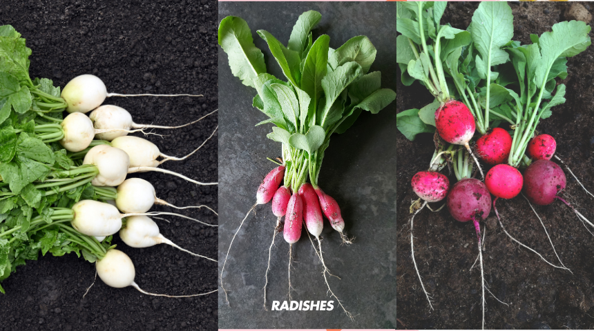 How To Grow Root Vegetables