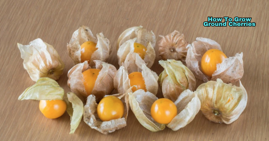 How To Grow Ground Cherries