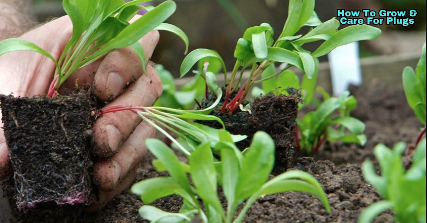 How To Grow And Care For Plugs