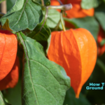 How To Grow Ground Cherries