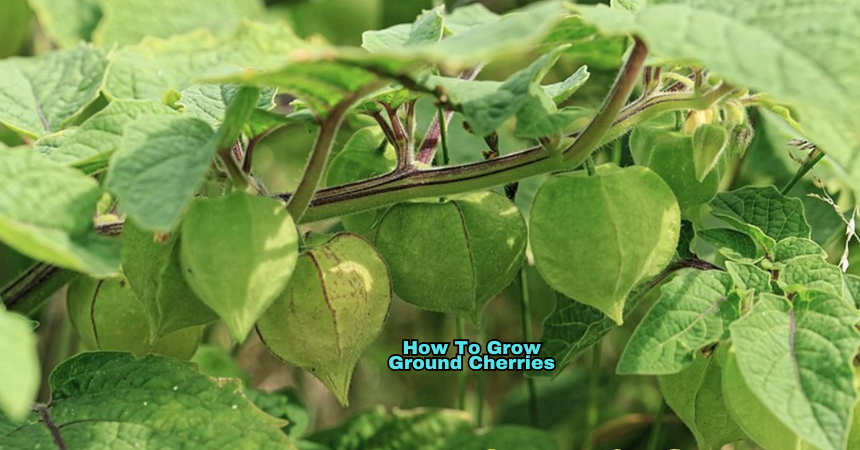 How To Grow Ground Cherries 