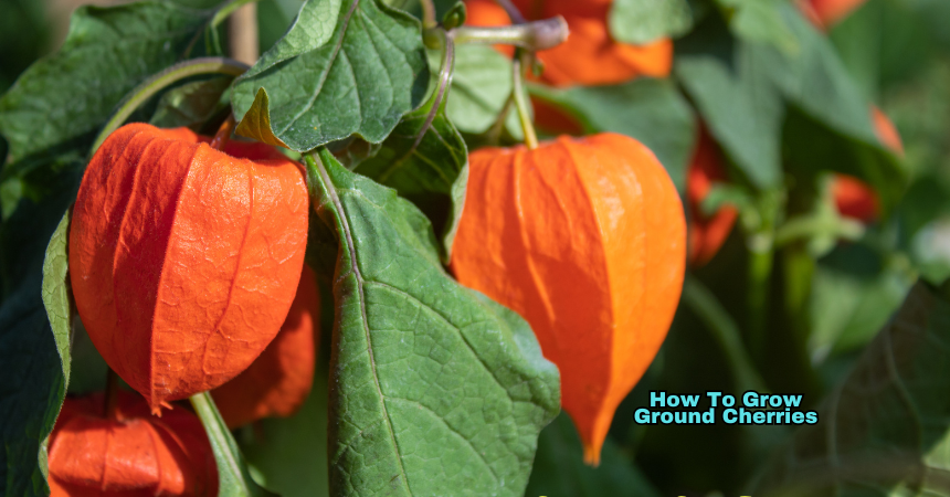 How To Grow Ground Cherries