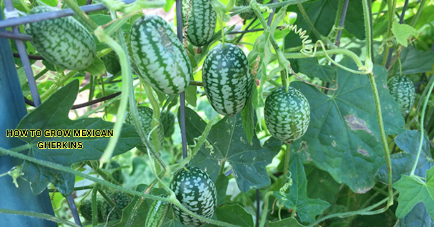 How To Grow Mexican Gherkins