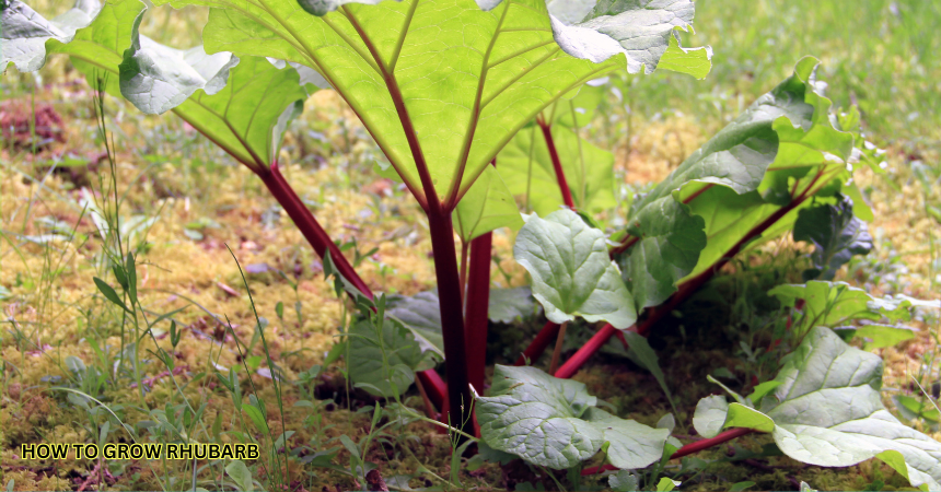 How To Grow Rhubarb