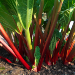 How To Grow Rhubarb