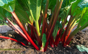 How To Grow Rhubarb