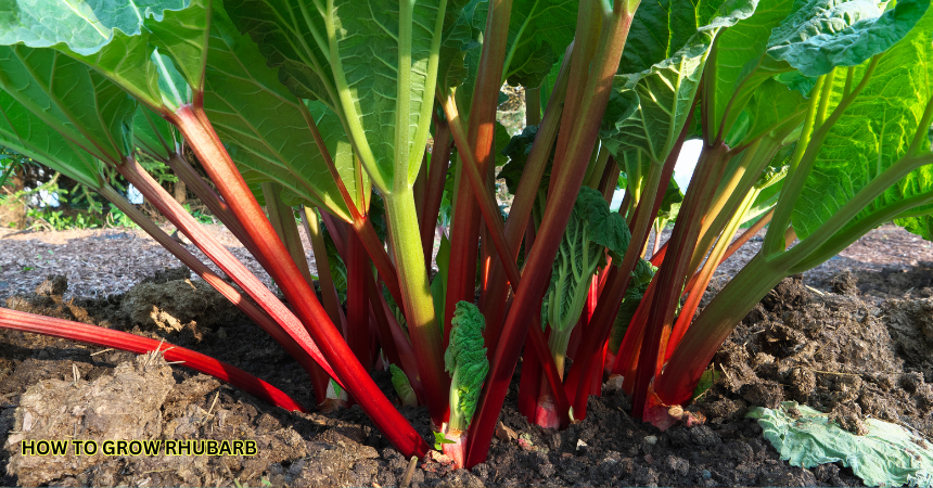 How To Grow Rhubarb