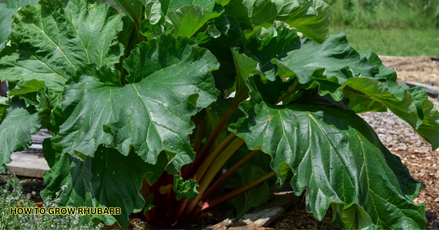 How To Grow Rhubarb