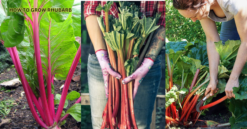 How To Grow Rhubarb