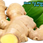 How To Plant And Care For Ginger