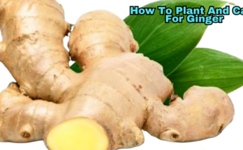 How To Plant And Care For Ginger